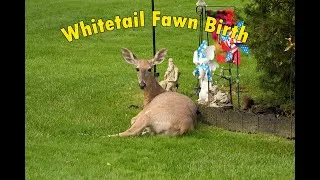 Thumbnail: Whitetail Deer Fawn Birth (4K)