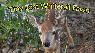 Thumbnail: Newborn Fawn Calling For Mom Full Video (4K)