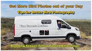 Thumbnail: Get more Bird photos out of your Day