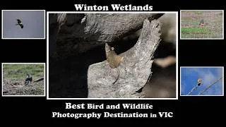 Thumbnail: Best Bird & wildlife photography in VIC