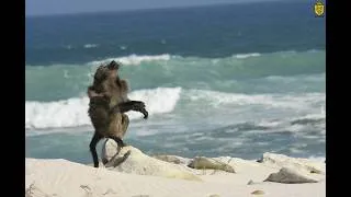 Thumbnail: Did You Know? These Baboons Eat Shellfish!