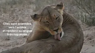 Thumbnail: 🦁 Why Do Lions Have Spiky Tongues?