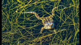 Thumbnail: Only 2 Days a Year: Leopard Toads in Daylight! 🐸