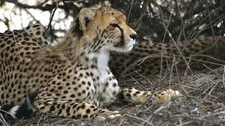 Thumbnail: Why Do Cheetah Cubs Stay So Close to Their Mother?