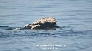 Thumbnail: The Secret Life of Southern Right Whales | Hermanus, South Africa