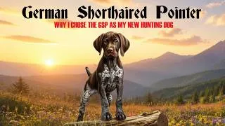 Thumbnail: GERMAN SHORTHAIRED POINTER: why I chose a GSP