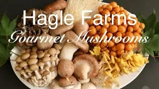 Thumbnail: Hagle Farms - Farmer’s Market Series (Mushroom Man)