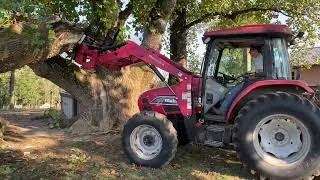 Thumbnail: Grand Champion tree is falling!