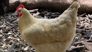 Thumbnail: Chicken Feed Forest FAIL!