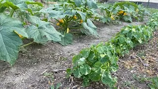 Thumbnail: Missouri garden in May