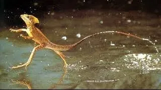 Thumbnail: 10 Unbelievable Animal Abilities