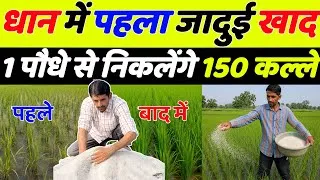 Thumbnail: धान 🌾 में पहला जादुई खाद | Dhan me kalle kaise badhaye | Dhan me pahla khad | Dhan ki kheti | Dhaan