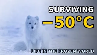 Thumbnail: Surviving −50°C: How Animals Live Through Earth's Most Brutal Winter