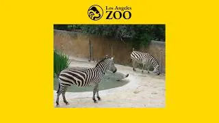 Thumbnail: A New Zebra enclosure for the Los Angeles Zoo 🦓