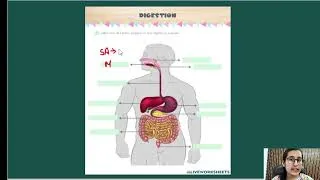 Thumbnail: Carbohydrate part 3 / Digestion, Absorption and Utilization of carbohydrates