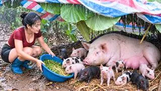 Thumbnail: 🌧️ Caring for Mother Pigs & Piglets During Harsh Stormy Weather 🐷 | Diet's Story