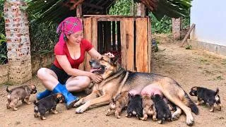 Thumbnail: Building a Small Shelter for My Cute Dogs | Taking Care of the Farm Alone 🐶 | Diet’s Story