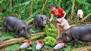 Thumbnail: 🌪️ Rebuilding the Farm After a Devastating Storm & Feeding My Hungry Pig Herd 🐷 | Diet's Story