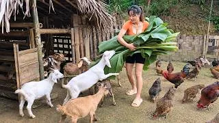 Thumbnail: Caring for Baby Goats & Harvesting Chickens to Sell at the Local Market 🐐 | Diet's Story