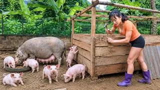 Thumbnail: 🐷 Building a New Pig Pen for Mother Sows & Newborn Piglets | Caring for the Farm | Diet's Story