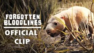 Thumbnail: The Burrowing Beavers | Forgotten Bloodlines Official Clip | Paleo-Documentary