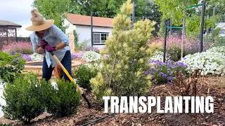 Thumbnail: Day 14 - I Spent 30 Days Transforming My Garden