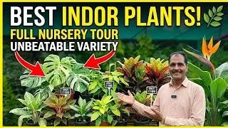 Thumbnail: Top 50 Indoor Plants Variety Tour & Easy Care Guide for Home Decor.