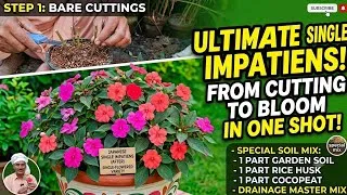 Thumbnail: Double Japanese Impatiens Plant Propagation from Cutting | Soil Mix Strategy