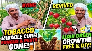 Thumbnail: How to Revive Dying Plants: Tobacco for Root Pests & Fungus, and Epsom Salt for Green Leaves.