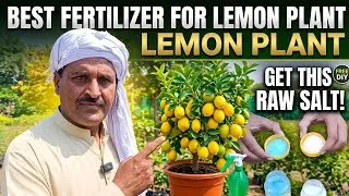 Thumbnail: Best Fertilizer for Lemon Plant | Why Lemon Flowers Fall Off & How to Fix It.