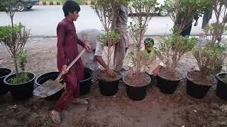 Thumbnail: How to Repot Ficus Panda in 3 Steps | Small to Large Pot Repotting Strategy