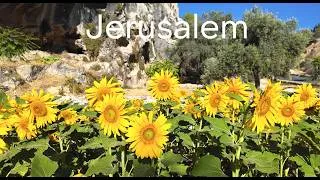 Thumbnail: You’ve Never Seen Anything Like This! Sunflower Oasis 🌻 → Old City of Jerusalem.