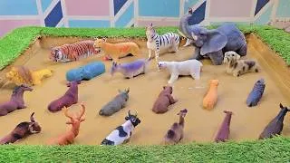 Thumbnail: Unbreakable Adventure of Domestic and Endangered Animals - Learning Activities