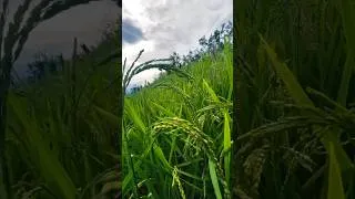 Thumbnail: धान की खेती का ये तरीका देखा है? #kheti #farming #village