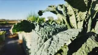 Thumbnail: Metal Garden Bed For Compost and Vegetables (Vego Largest Bed)
