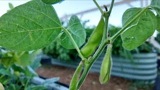 Thumbnail: Small Raised Metal Garden Bed Review Fall 2024 (VegeGa)