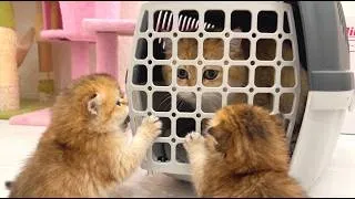 Thumbnail: Noisy Kittens Wouldn’t Leave Her Alone - So Mom Cat Hid Here!