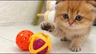 Thumbnail: Kittens Play with Balls and Chase Them Around the Room!