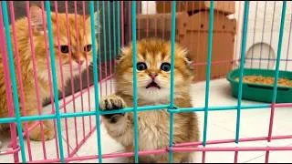 Thumbnail: The Kittens Woke Up and Realized They Couldn’t Escape!