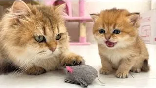 Thumbnail: Mom Cat Tries to Teach Kitten to Hunt — He Says No Thanks!