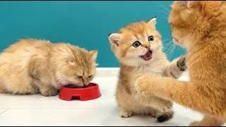 Thumbnail: While Mom Zlata Eats, the Kittens Play With the Other Cats!