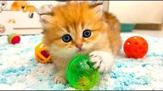 Thumbnail: These Cute Kittens Play Freely and Get Into the Most Adorable Mischief!