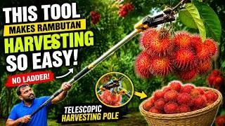 Thumbnail: This Tool Makes Rambutan Harvesting So Easy! | Telescopic Harvesting Pole