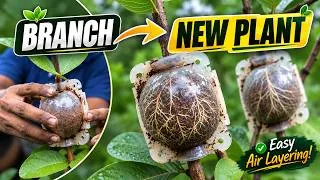 Thumbnail: Guava Air Layering: One Branch → New Plant