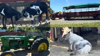 Thumbnail: A Day at a Family Farm | Ponies in the Barn, Animals & Lake View