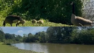 Thumbnail: Goose Family Adventures by the Lakeside 🪿🌿