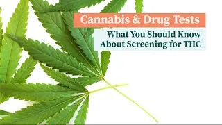 Thumbnail: What You Should Know About THC Drug Testing | Discover Marijuana