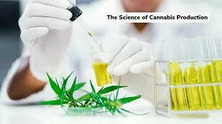 Thumbnail: The Science of Cannabis Production | Discover Marijuana