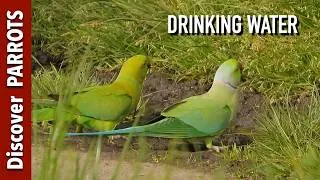 Thumbnail: Parakeets Drinking Water in Oxleas Woods