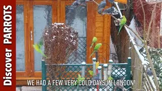 Thumbnail: Parakeets in the snow in London